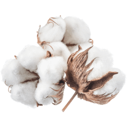 Cotton